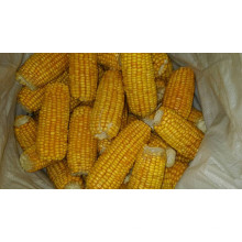 Suministre alta calidad de maíz dulce